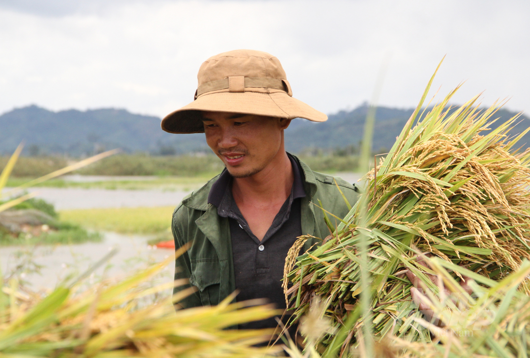 Tương tự gia đình anh Nguyễn Duy Trung (ngụ xã Đăk Liêng) cũng đang tất bật thu hoạch hơn 1 ha lúa đang bị ngập nước. Theo anh Trung do nước lên bất ngờ, người dân đa số gặt lúa cho gia đình nên rất khó tìm nhân công, nếu tìm được cũng phải trả 250.000 đồng/ngày. 'Thu lúa non nhưng bị ngập sâu nên năng suất sẽ giảm cộng với tiền thuê nhân công gặt lúa cao thì gia đình coi như vụ này lỗ', anh Trung nói.