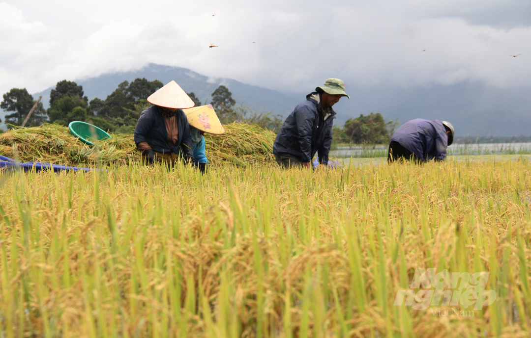 Mưa lớn nhiều ngày khiến nước đổ về huyện Lăk, tỉnh Đăk Lăk nhấn chìm hơn 230 ha lúa của các xã Đăk Liên, Buôn Triết, Buôn Tría. Để hạn chế thiệt hại, người dân gặt lúa chạy lũ.