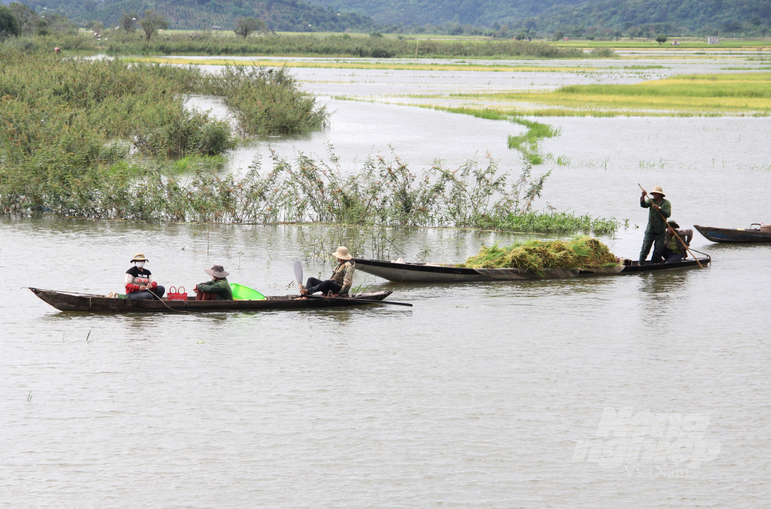 Ông Nguyễn Viết Quang, Trưởng phòng Nông nghiệp và Phát triển Nông thôn huyện Lăk cho biết, địa phương đã thành lập tổ công tác thống kê thiệt hại của người dân. 'Khi có số liệu cụ thể, địa phương sẽ đưa phương án hỗ trợ những gia đình có diện tích hoa màu bị ảnh hưởng', ông Quang nói.