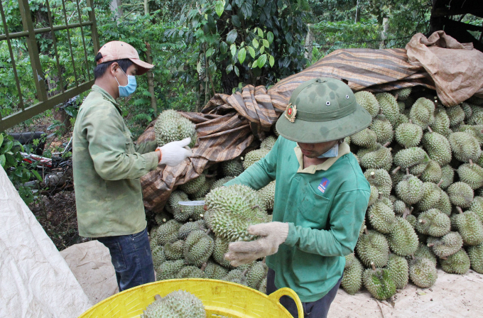 UBND huyện Krông Búk tạo điều kiện cho thương lái thu mua nông sản trên địa bàn. Ảnh: Quang Yên.