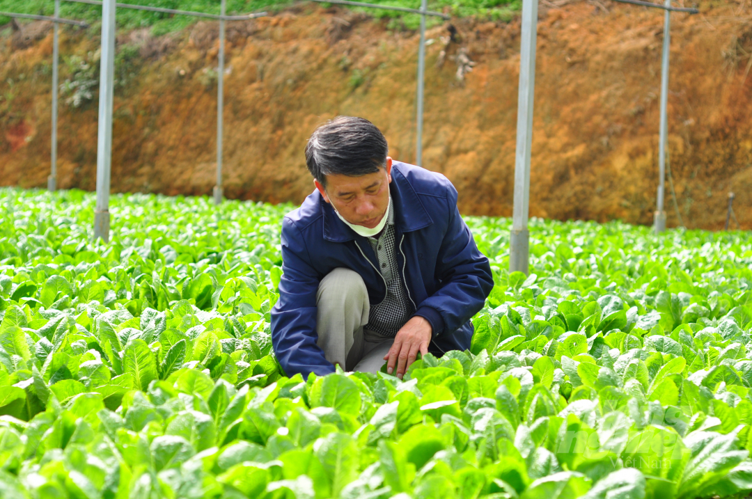 Da Lat farmers embark on re-production after the pandemic. Photo: Minh Hau.