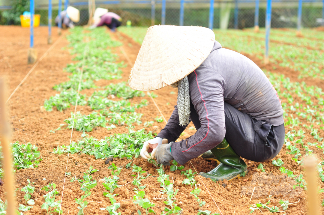 Da Lat farmers sow daisy seeds. Photo: Minh Hau.