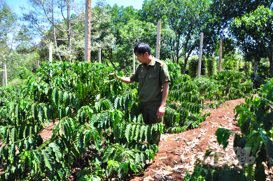 Dự án VnSAT Đăk Nông được triển khai trên vùng sản xuất cà phê của 6 huyện, thành phố của tỉnh. Ảnh: Minh Hậu.