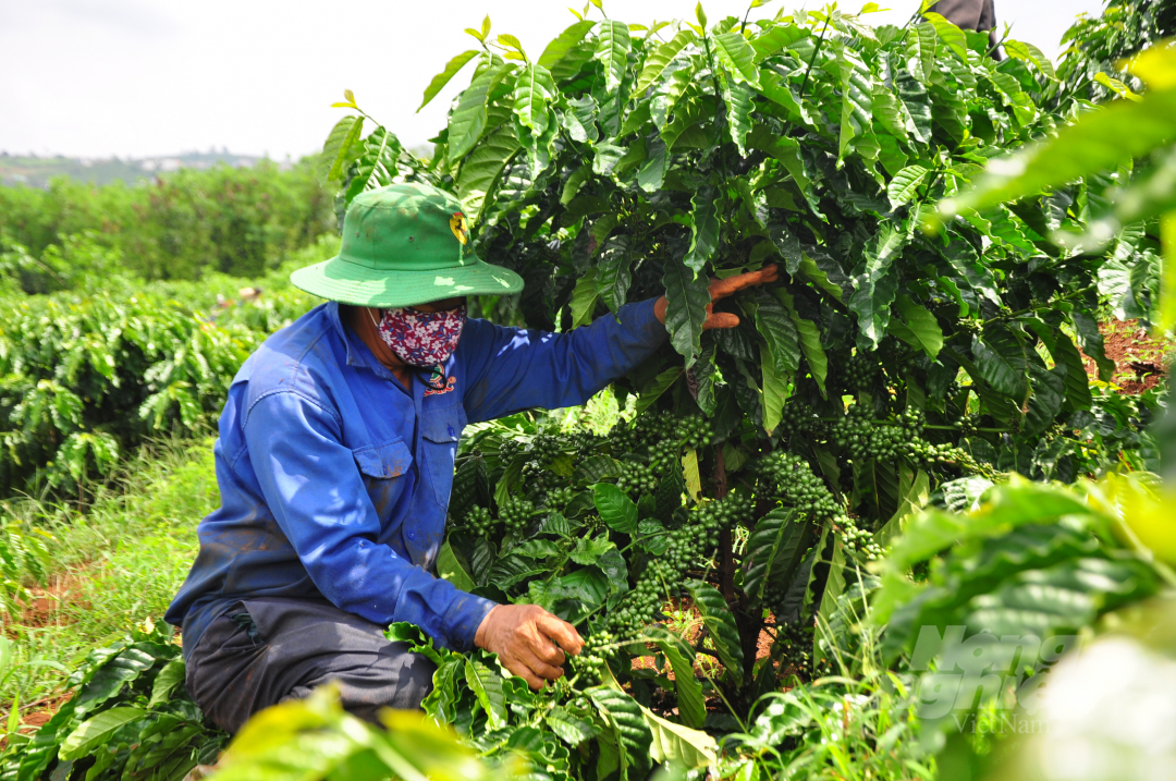 Dự án VnSAT được triển khai ở 8 huyện, thành phố của tỉnh Lâm Đồng với quy mô 16.500 ha cà phê. Ảnh: Minh Hậu.