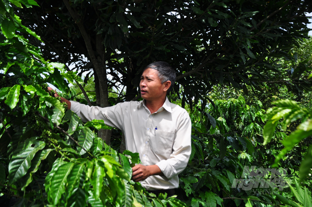 Dự án VnSAT ở Lâm Đồng đã giúp nông dân sản xuất cà phê hiệu quả, đạt giá trị cao. Ảnh: Minh Hậu.