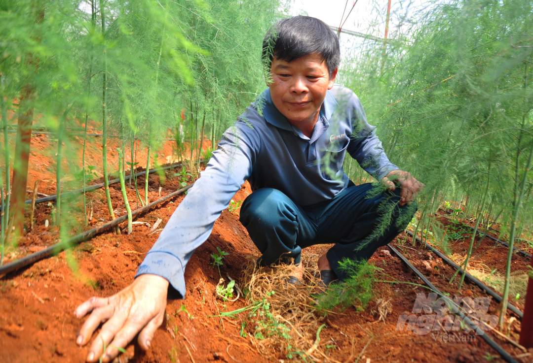 Ngoài phát triển cây cà phê, xã Nam Hà khuyến khích người dân chuyển đổi cây trồng, thực hiện các mô hình nông nghiệp công nghệ cao. Ảnh: Minh Hậu.