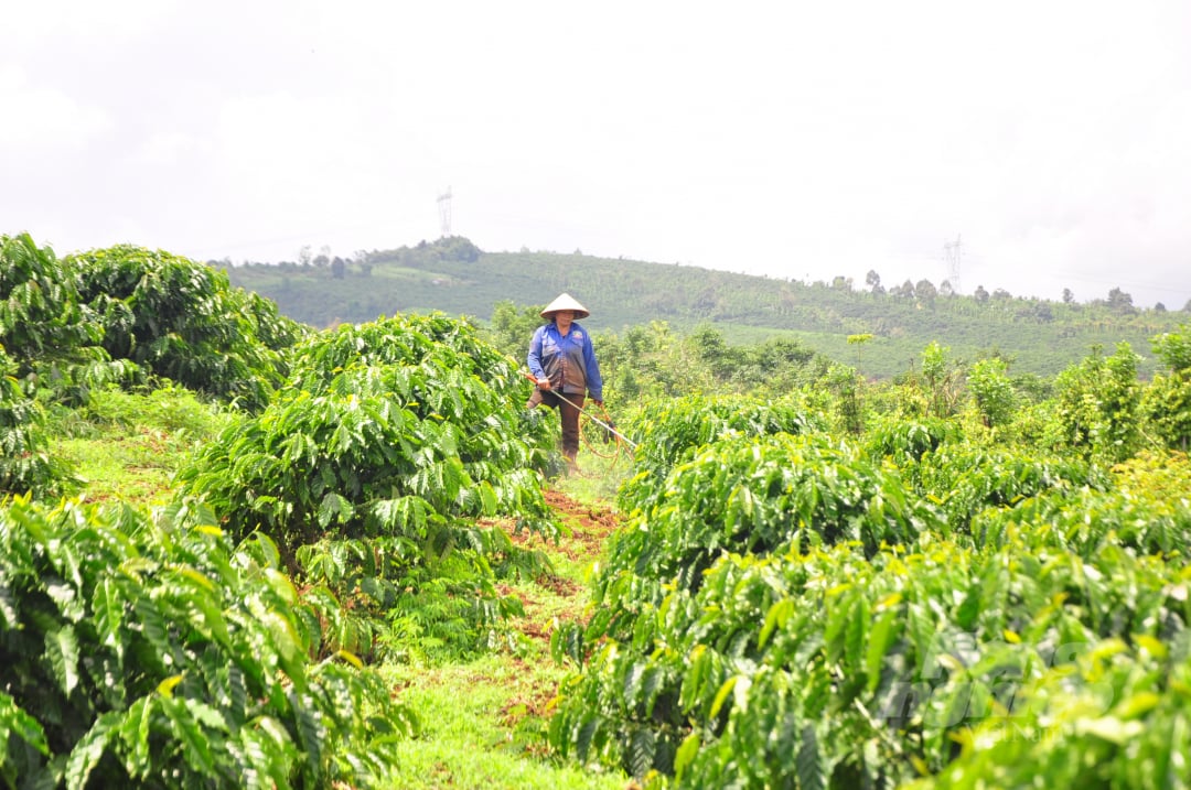 Dự án VnSAT giúp nông dân, các hợp tác xã tại huyện Di Linh (Lâm Đồng) thực hiện mô hình cà phê tái canh và đạt hiệu quả cao. Ảnh: M.H.