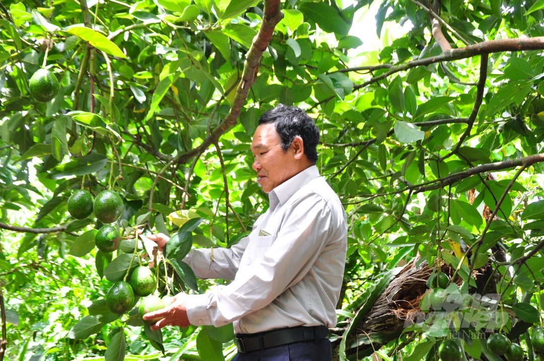 Mô hình phát triển trồng xen bơ trong vườn cà phê tại huyện Lâm Hà (Lâm Đồng) mang lại hiệu quả cao, giúp nông dân cải thiện nguồn thu nhập. Ảnh: M.H.