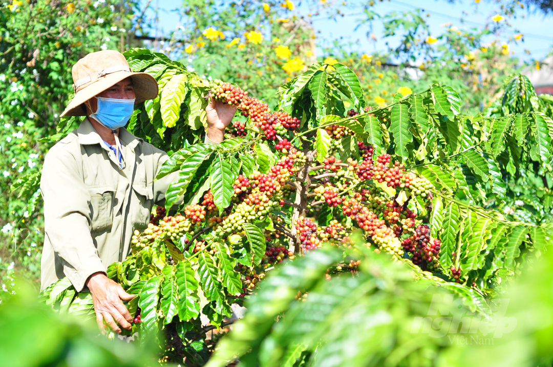 Support activities of the VnSAT project help cooperatives and cooperative groups to produce coffee with high efficiency. Photo: M.H.