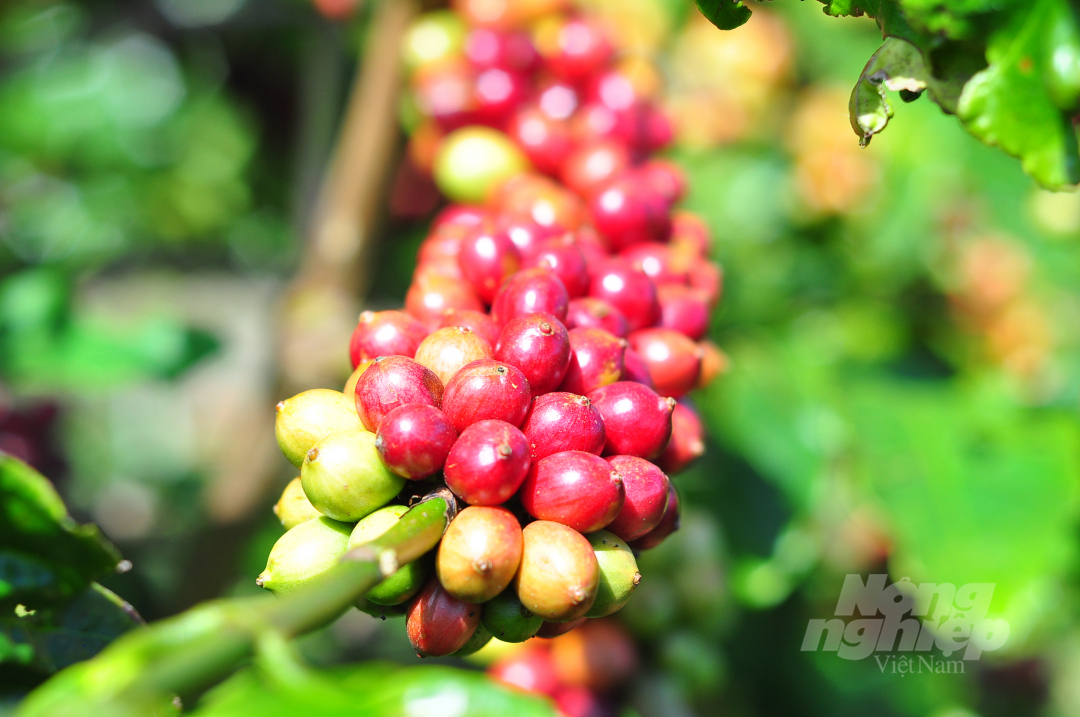 Coffee models of the VnSAT project have had outstanding development. Photo: M.H. 