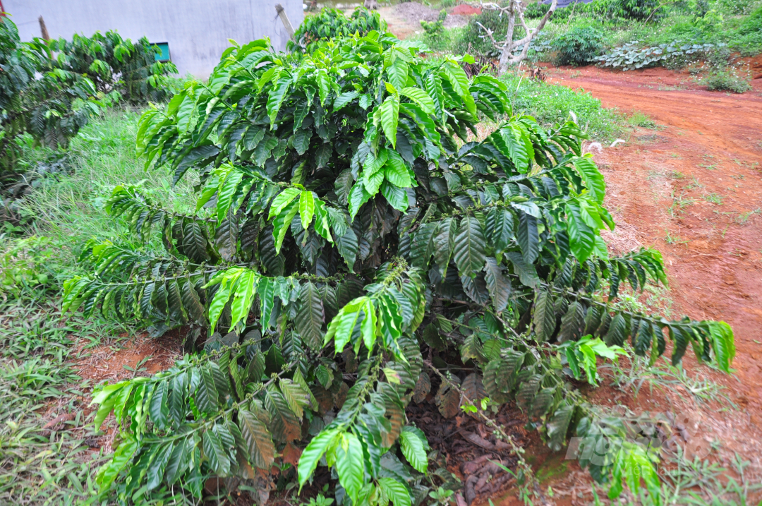 Replanted coffee supported by the VnSAT project shows strong and consistent growth. Photo: M.H.