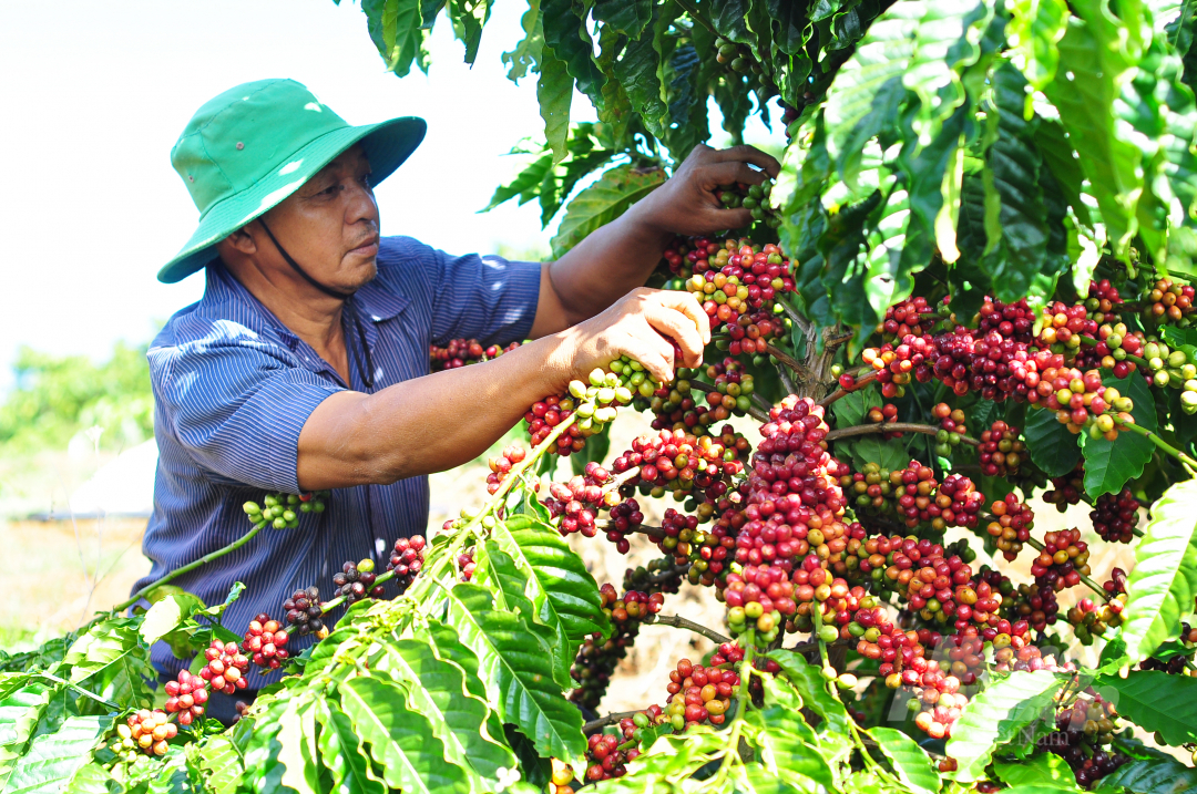 Coffee growers participating in the VnSAT project in Lam Dong province expect large enterprises to sign and consume products. Photo: M.H.