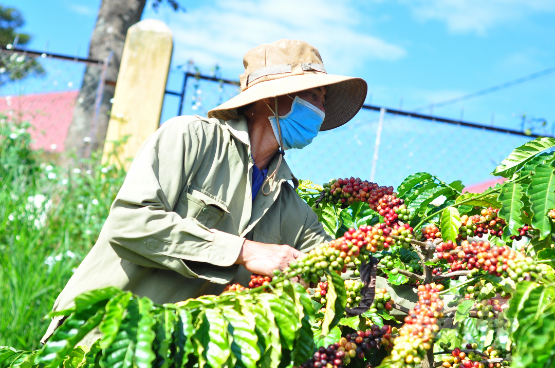 The VnSAT project replanted coffee models for high yield. Photo: M.H.