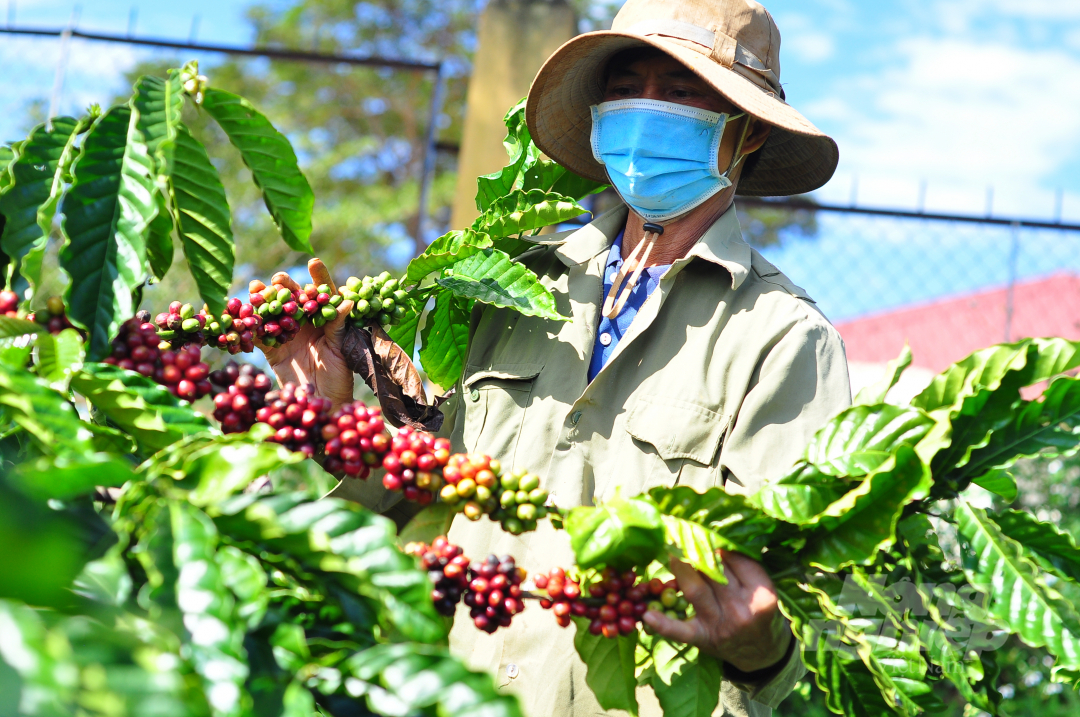 The incomes of coffee growers in Lam Dong Province have been severely affected by the sharp decrease in coffee prices in recent years and in urgent need of the support from the VnSAT Project. Photo: M.H.