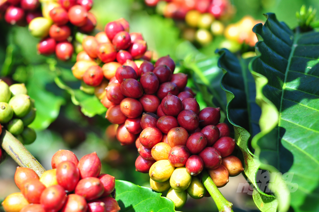 Many practical supporting activities of VnSAT have been conducted over the past few years, helping coffee farmers to produce efficiently and improve productivity. Photo: M.H.