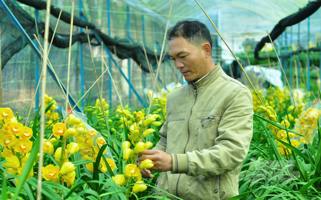 Để phục vụ thị trường Tết Nguyên đán 2022, gia đình anh Lê Thanh Quang, xã Xuân Trường (TP Đà Lạt, Lâm Đồng) tập trung chăm sóc vườn địa lan rộng trên 4.000m2 với khoảng trên 10.000 chậu. 