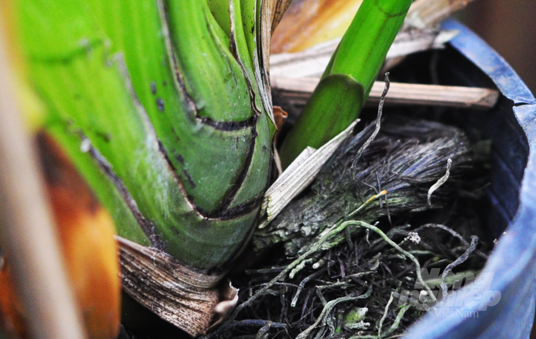 Hiện nay, số lượng địa lan bán Tết của gia đình anh Lê Thanh Quang đã bung nở gần hết nên chủ vườn đang thực hiện các biện pháp nhằm kìm hãm để số lan còn lại nở đúng Tết.  