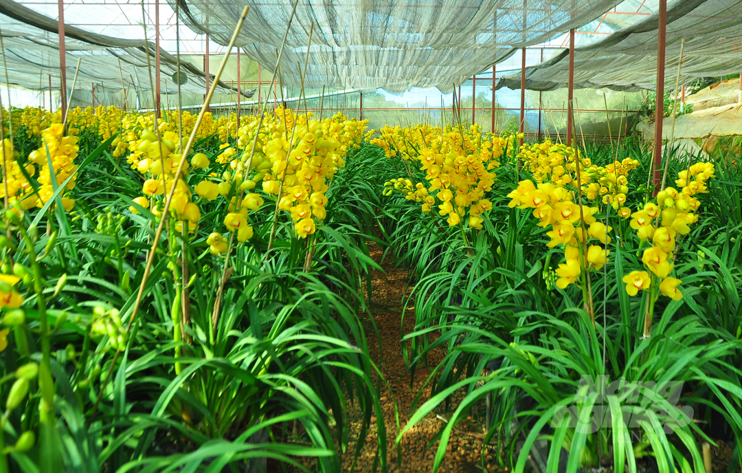 Hiện nay, do địa lan bung nở trước Tết nên các chủ vườn chấp nhận cắt cành bán cho các cơ sở thu mua hoa tươi với giá từ 45.000 đến 50.000 đồng/cành. 