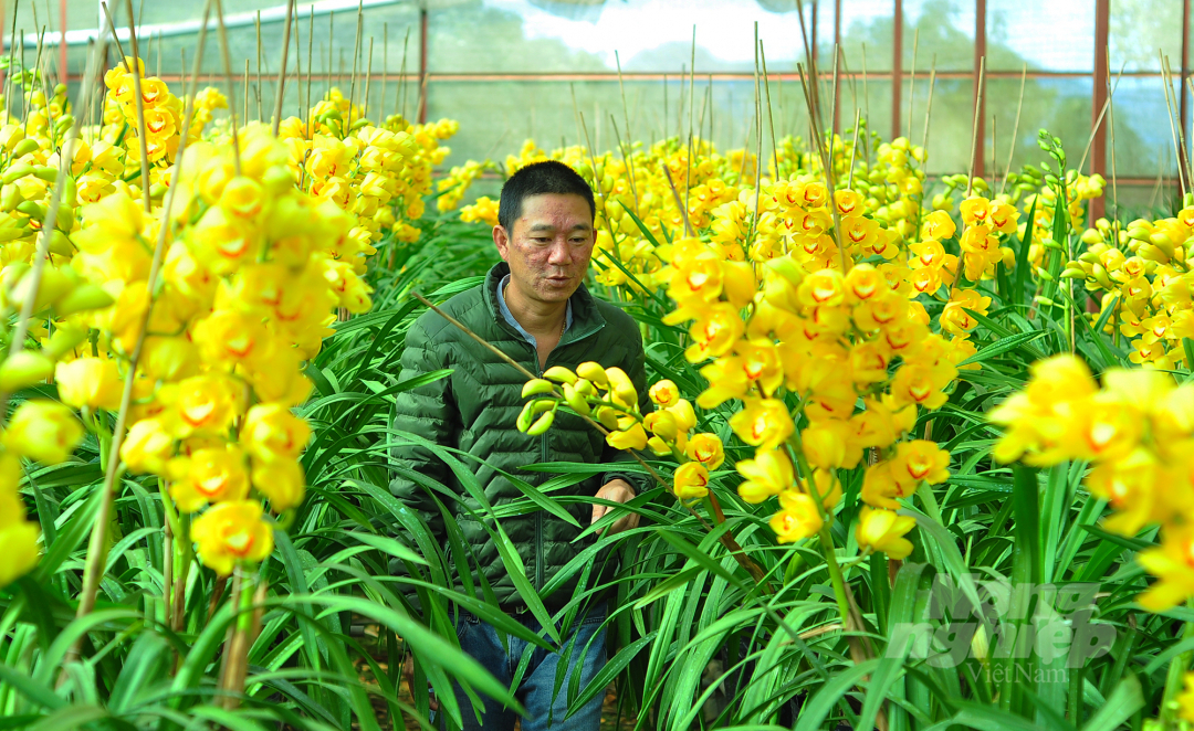 Tương tự, vườn địa lan Tết của gia đình anh Đặng Văn Hưng ở xã Xuân Trường (TP Đà Lạt) cũng nở đến 80%.