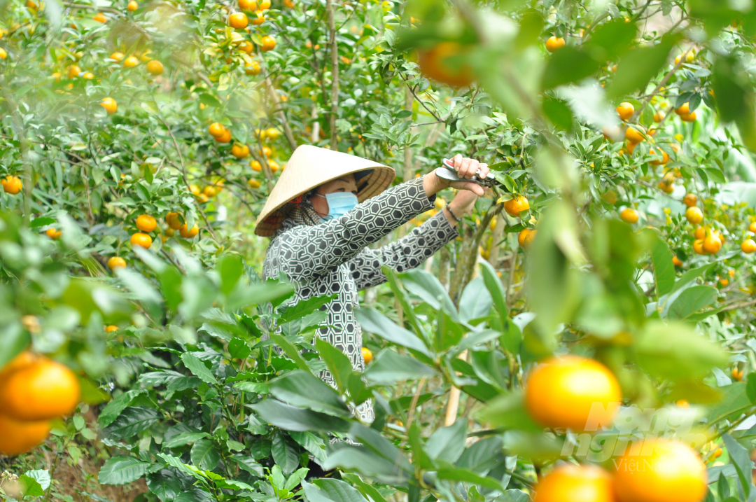 Những ngày này, anh Nguyễn Khắc Duy (thị trấn Dran, huyện Đơn Dương, Lâm Đồng) cùng người thân trong gia đình tổ chức chăm sóc quýt để chuẩn bị bán vào dịp Tết Nguyên đán Nhâm Dần 2022. 