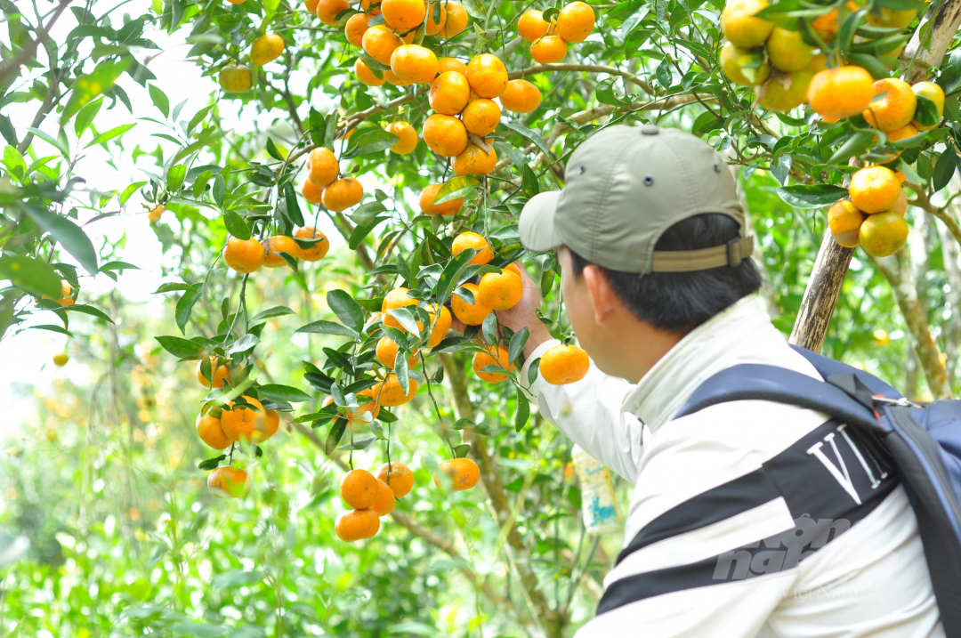 Hiện nay, quýt đang chín rộ nên chủ vườn cũng tổ chức thu hoạch bán cho các cơ sở thu mua trái cây trong vùng.