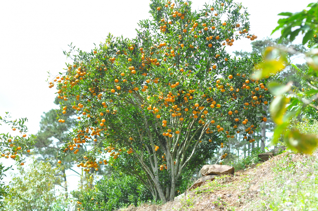 Trước đây, khu vườn chủ yếu là cà phê nhưng do giá cà phê sụt giảm nên gia đình đã quyết định trồng xen quýt để tăng nguồn thu.