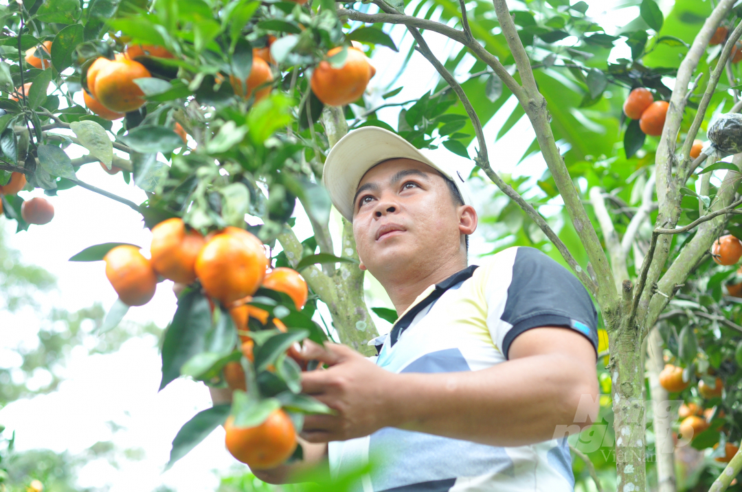 Theo anh Duy, cây trên vườn được chăm sóc cẩn thận nên phát triển tốt. Trung bình, mỗi gốc quýt cho thu hoạch gần 30kg trái/vụ, có những gốc đạt năng suất lên đến 50kg.