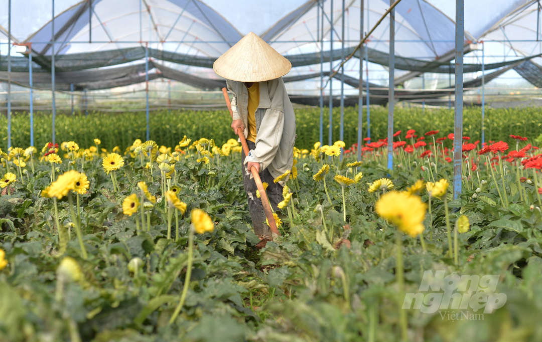 Gần nửa tháng nữa là tới Tết Nguyên đán Nhâm Dần 2022, người dân ở làng hoa Vạn Thành (phường 5, TP Đà Lạt, Lâm Đồng) gấp rút sản xuất phục vụ thị trường.