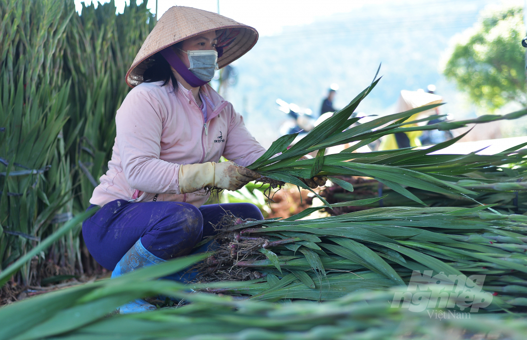 Cũng theo anh Phạm Văn Cương, hoa sản xuất với số lượng ít nên không đủ nguồn hàng cung ứng cho thị trường. Anh thổ lộ: 'Tôi bán hàng cho các mối quen và làm việc cùng lúc với nhiều người nên phải chia nhỏ, chia đều nguồn hàng. Thay vì mỗi người 20.000 cành như năm ngoái thì năm nay tôi bàn với họ và chia cho mỗi người chừng 4.000 đến 5.000 cành'.