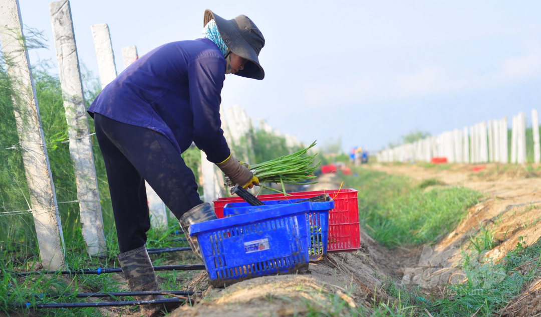 Trong thời gian tới, ngành nông nghiệp Ninh Thuận áp dụng công nghệ cao vào sản xuất, nâng cao giá trị sản phẩm. Ảnh: Minh Hậu.