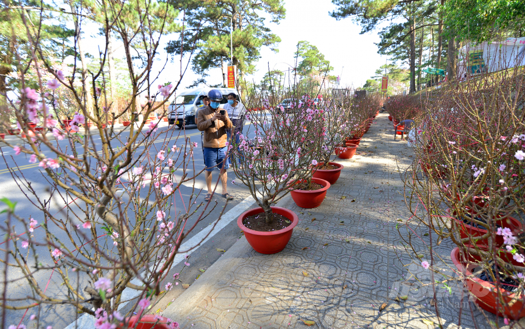 Đến với chợ hoa Tết năm nay, anh Nguyễn Bính (huyện Đức Trọng, Lâm Đồng) cũng đưa 300 gốc đào Đức Trọng lên Đà Lạt để bán. 
