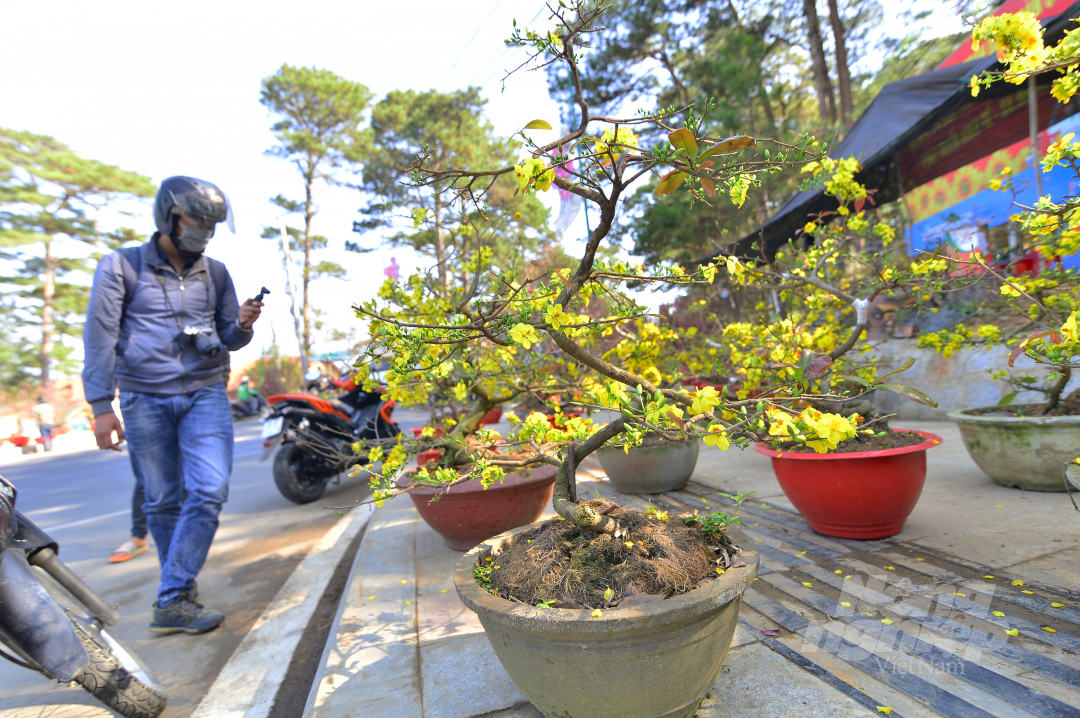Cùng với hoa đào thì hoa mai ở các tỉnh miền Trung cũng được các tiểu thương đưa về Đà Lạt phục vụ thị trường Tết.