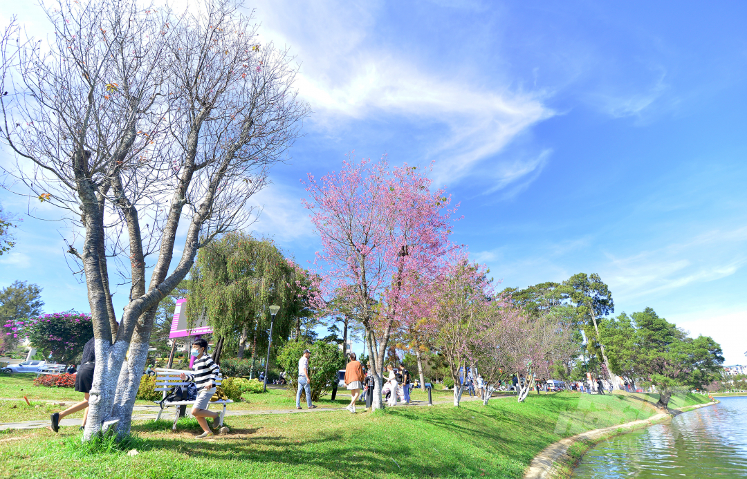 Trong dịp Tết Nguyên đán Nhâm Dần 2022, những gốc mai anh đào ở khắp nơi của vùng nội đô Đà Lạt (Lâm Đồng) bung nở hoa đúng hẹn khiến thành phố trở nên lãng mạn, du khách thích thú.