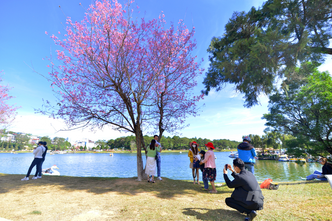 Du khách thích thú chụp hình bên gốc mai anh đào đầy hoa bên Hồ Xuân Hương Đà Lạt.