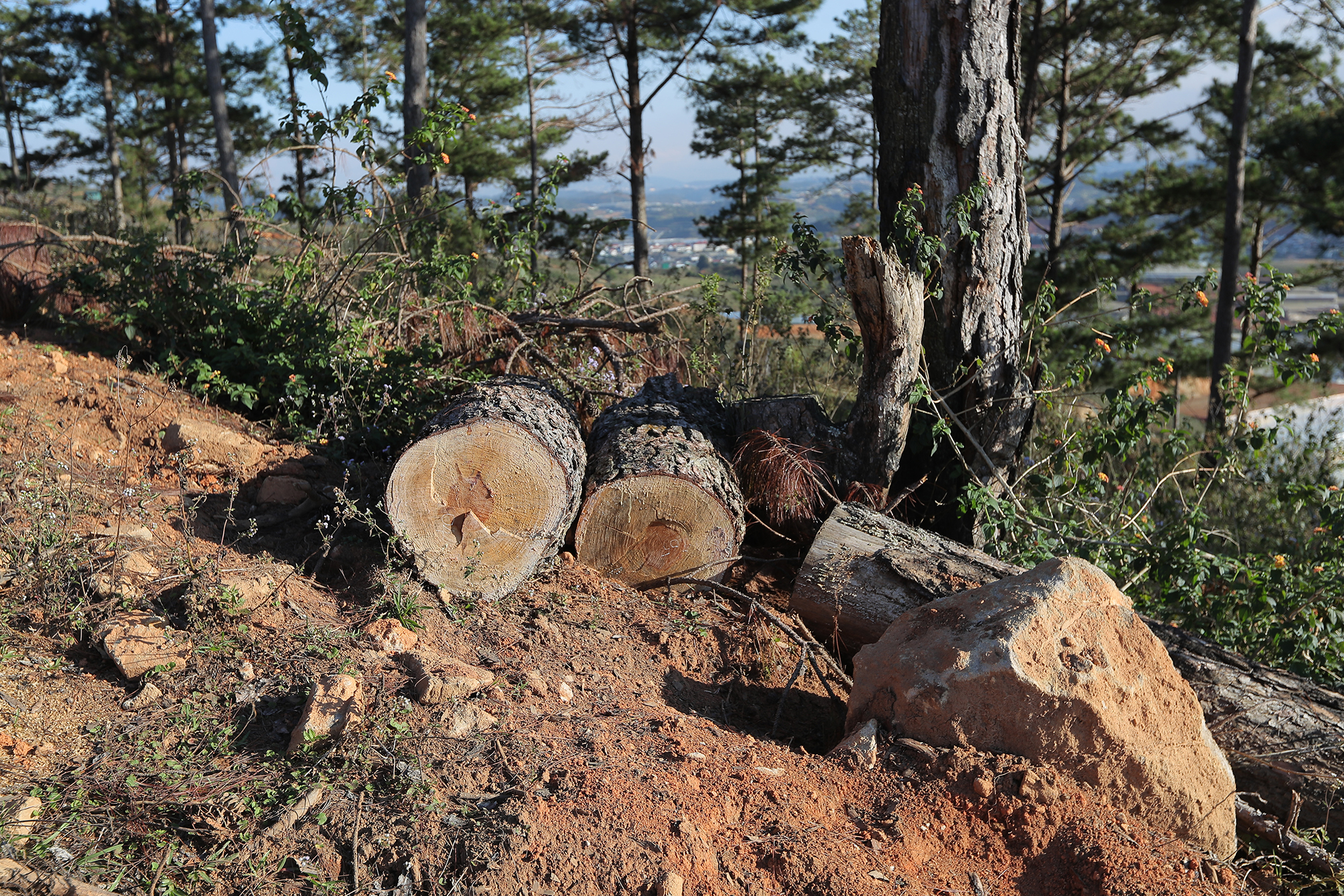 Năm 2021, huyện Lạc Dương xảy ra 59 vụ vi phạm lâm luật gây thiệt hại 455m3 gỗ, 4,3ha rừng bị phá. Ảnh: C.T.