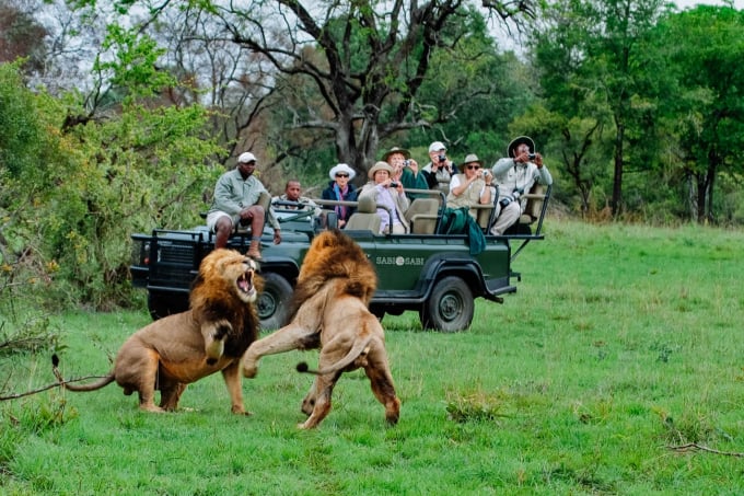 Đồng cỏ trung tâm là nơi sinh sống của quần thể sư tử lớn nhất Kruger. Ảnh: ST.