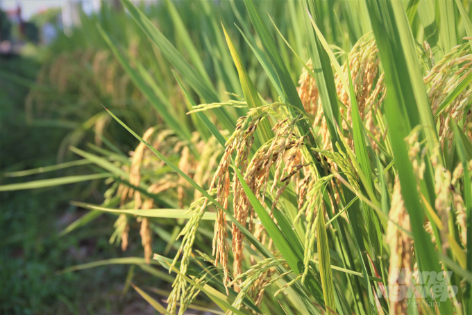 Giảm thiểu phát thải khí nhà kính trong quá trình sản xuất lúa gạo sẽ mang lại lợi ích kinh tế - xã hội - môi trường một cách bền vững. Ảnh: Phạm Hiếu.