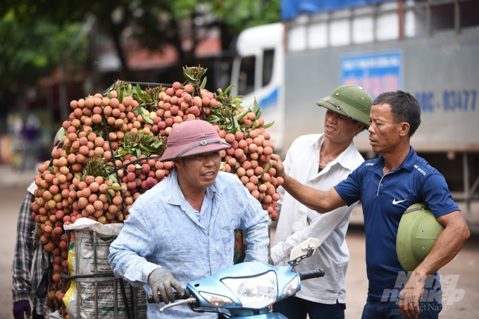 Bac Giang province has implemented many plans to promote lychee export to China and other markets around the world. Photo: Tung Dinh.