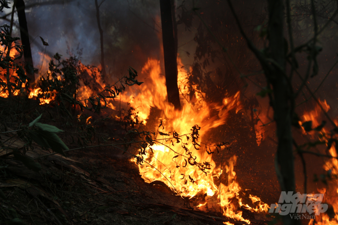 Many forest fires have occurred consecutively in Thua Thien - Hue Province. Photo: Pham Hieu.