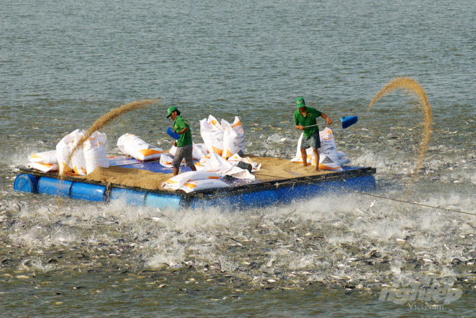 The risk of breaking the seafood chain from aquaculture to export. Photo: Le Hoang Vu.