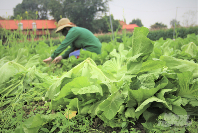 Sản lượng tự sản xuất rau củ trên địa bàn TP. Hà Nội trong 1 tháng chỉ đáp ứng 65,1% tổng nhu cầu của người dân thủ đô. Ảnh: Phạm Hiếu.