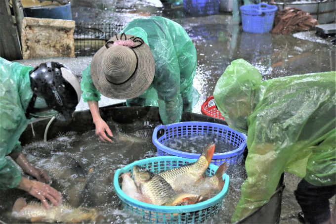 Trong 13 ngày, đã có 813.077 kg sản lượng thủy sản lưu thông tại chợ cá Yên Sở.
