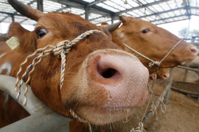 Bệnh Bò điên do protein dạng Prion gây ra, làm suy thoái hệ thần kinh trung ương và gây chết ở trâu bò. Ảnh minh họa: Lee Jae-Won / Reuters.