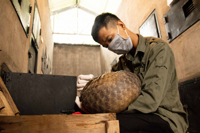 Vườn Quốc gia Cúc Phương và Trung tâm Bảo tồn Động vật hoang dã tại Việt Nam tiếp nhận 2 cá thể Tê tê từ Phòng Cảnh sát Kinh tế, Công an tỉnh Điện Biên. Ảnh: SVW.