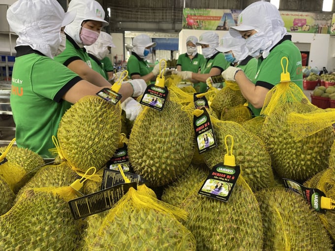 Ri6 durian’s preliminary processing for the Australian market.