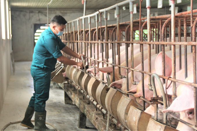 Theo Cục Chăn nuôi, hiện nay lợn thịt quá lứa đang ứ đọng khoảng 30%. Ảnh: Phạm Hiếu.