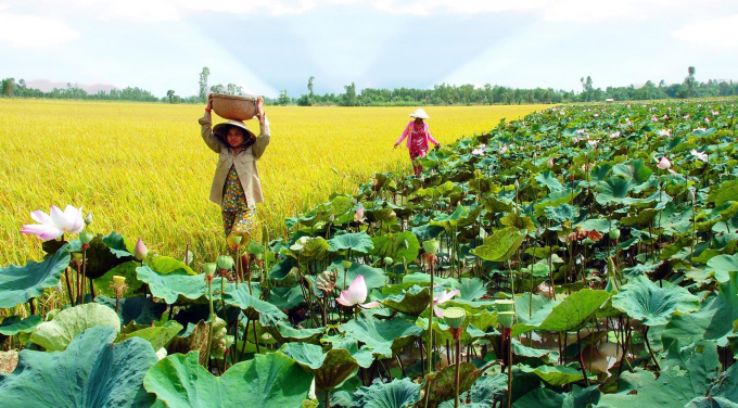 Diễn đàn trực tuyến 'Kết nối tiêu thụ nông sản tỉnh Đồng Tháp năm 2021' sẽ diễn ra vào ngày 16/10 tới.