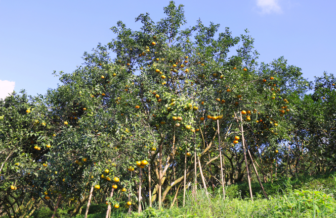 Orange is one of the 15 key plants in Ha Tinh Province. Photo: Duc Hung/VnExpress.