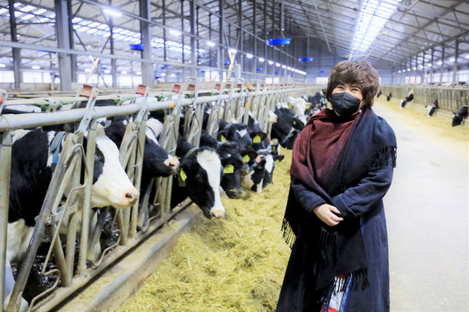 Bà Thái Hương thị sát trang trại bò sữa tại Moscow. Ảnh: TH.