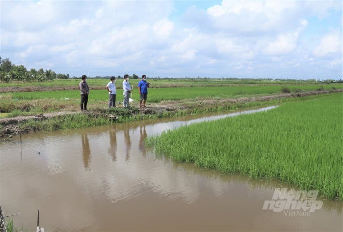 A purple rice field is combined with shrimp, crab, and fish breeding. Photo: Pham Hieu.